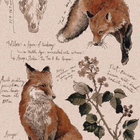 Fox Aesthetic, Kagawa, Fox Art, Character Aesthetic, Teen Wolf, Aesthetic Art, Amazing Art, Autumn Leaves, Animal Art