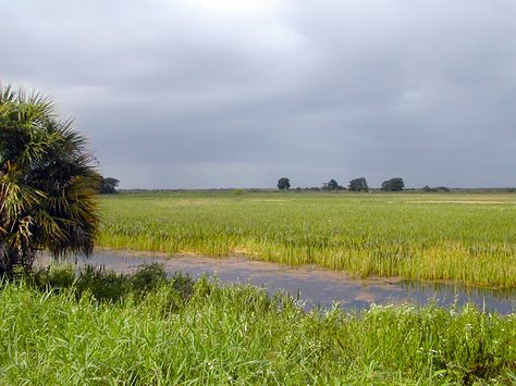 At the edge of Boynton Beach, where historic farmlands have given way to subdivisions, Arthur R. Marshall Loxahatchee National Wildlife Refuge is a 145,000 acre buffer between suburbia and the Everglades Loxahatchee Florida, Florida Hikes, The Everglades, Summer Storm, Canoe Trip, Old Florida, The Edge, Places To Go, Country Roads