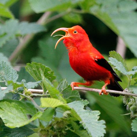 Hawaiian Honeycreeper, Hawaiian Birds, Black Wings, Fiery Red, Salmon Color, Nature Trail, Pretty Birds, Watercolor Bird, Scarlet