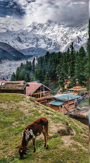 Fairy Meadows Nanga parbat Gilgit Baltistan Pakistan Nanga Parbat, Pakistan Travel, Gilgit Baltistan, Pakistan, Graphic Tees, Natural Landmarks, Travel