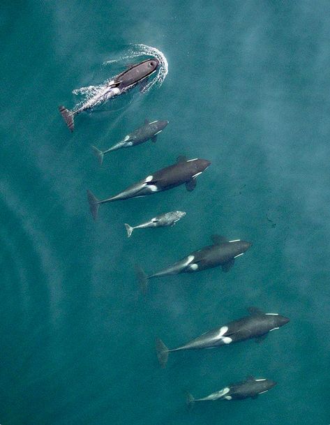 Bird’s eye view of a pod of orcas—killer whales—cruising Puget Sound. Water Animals, Orca Whales, Underwater Life, Aquatic Animals, Marine Mammals, Ice Age, Narwhal, Killer Whales, Marine Animals