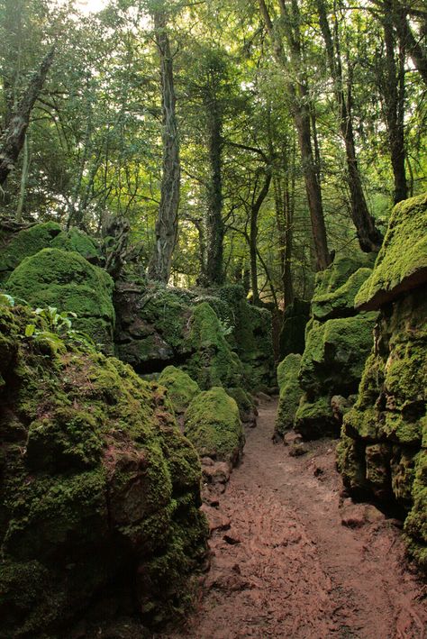 Herefordshire England, Mossy Rocks, Forest Of Dean, Hereford, Walk In The Woods, Gloucester, English Countryside, Alam Yang Indah, Beautiful World