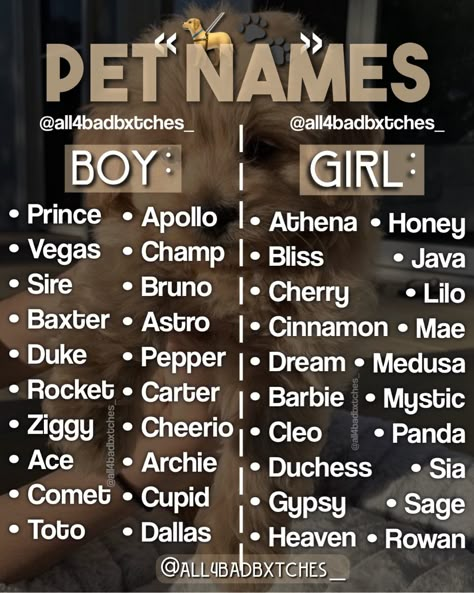 Name For Cats List, Pet Names For Animals, Aesthetic Names For Cats, Cute Names For Stuffed Animals, Animal Name Ideas, Cute Pet Names Animals, Good Pet Names, Cute Unique Dog Names, Aesthetic Pet Names