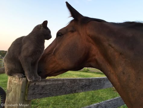 Barn Cat Aesthetic, Barn Aesthetic, Horses Aesthetic, Cat And Horse, Farm Cat, Barn Cat, Cat Farm, Barn Animals, Farm Lifestyle