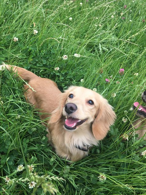 Daschund Golden Retriever, Blonde Daschund Puppies, Golden Retriever Weiner Dog, Blonde Sausage Dog, Golden Mini Daschund, Blonde Weiner Dog, Golden Dashhound, Golden Weiner Dog, Cute Weiner Dogs