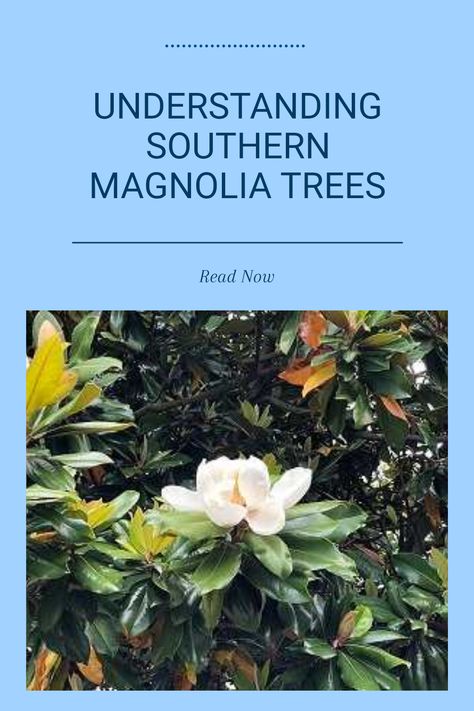 Southern magnolia trees, known for their stunning large glossy leaves and fragrant white flowers, are a cherished addition to many gardens. These majestic trees can be quite messy with their shedding leaves, flowers, and seed pods. Discover how to maintain your Southern magnolia while enjoying its beauty. Learn essential tips to keep your yard tidy and the pros and cons of this iconic tree. Know how it can enhance your outdoor space in charming ways, adding elegance to your landscape. Landscape With Magnolia Tree, Magnolia Tree Landscaping, Gold Mop Cypress, Southern Magnolia Tree, Propagation Tips, Magnolia Grandiflora, Southern Magnolia, Sweet Gum, Magnolia Tree