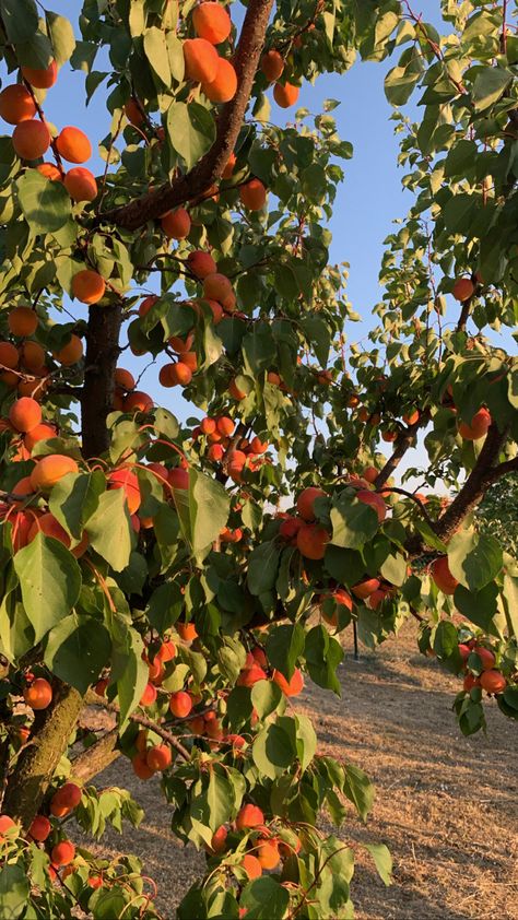 Fruit Field Aesthetic, Peach Farm Aesthetic, Peach Tree Aesthetic, Fruit Tree Aesthetic, Peach Reference, Peaches Aesthetic, Peach Farm, Grapefruit Tree, Loquat Tree