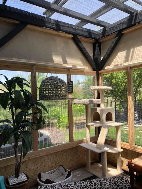 Sunroom Cat Room, Cattery Ideas Cat Room Indoor, Cat Conservatory, Kitten Room Set Up, Cat Sanctuary Ideas Indoor, Cat Playground Indoor, Cat Cage Ideas, Indoor Cat Room Ideas, Catio Ideas Cat