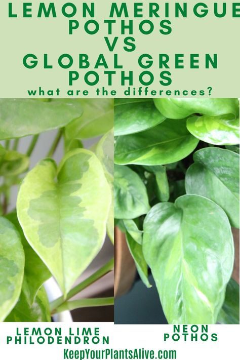 Lemon Meringue Pothos, Mixed Pothos In One Pot, Different Types Of Pothos Plants, Pothos Yellow Leaves, Plants Names, Global Green Pothos, Best Air Purifying Plants, Pothos Plants, Neon Pothos