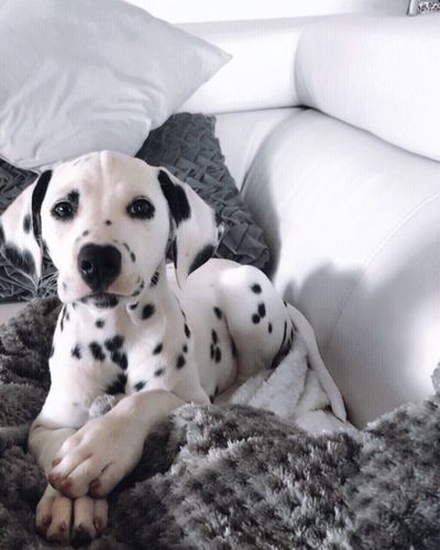 I love Dalmatians, and these photos are just the cutest, only Dalmatian owners will understand these! Dalmatian Dog, Dalmatian, Bed, White