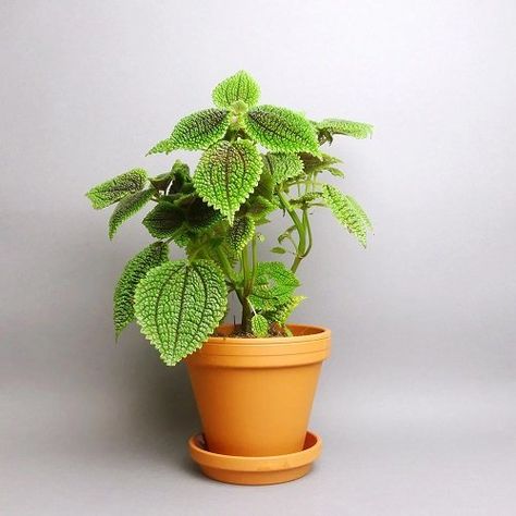 How to Grow Friendship Plant | Growing Pilea involucrata Money Plant In Water, Cat Safe Plants, Orchid Bark, Insecticidal Soap, Chinese Money Plant, Magic Herbs, Trailing Plants, Plant Information, Top Soil