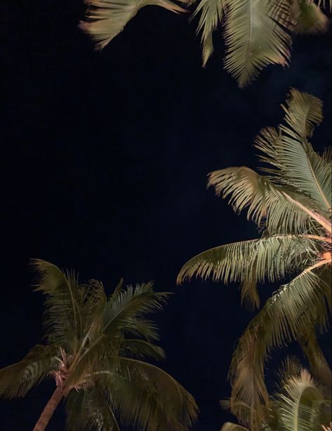 palm trees aesthetic pic Palm Tree Pics, Palm Trees Aesthetic, Palm Tree Aesthetic, Night Palm, Night Palm Trees, Trees Aesthetic, Night Time Palm Trees, La Aesthetic, Palm Trees Tumblr