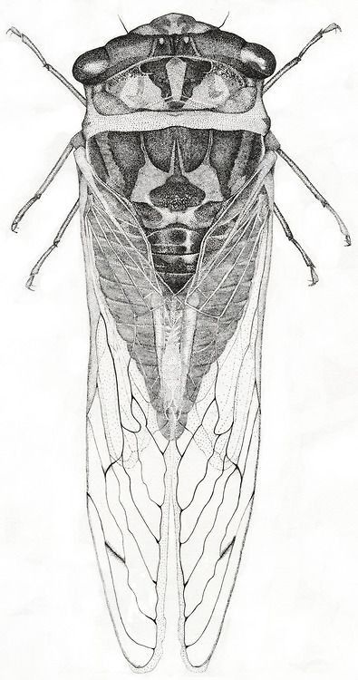 Cicada Tattoo, Cicada Art, Scientific Drawing, Insect Tattoo, Bug Art, Beautiful Bugs, Insect Art, Scientific Illustration, Bugs And Insects