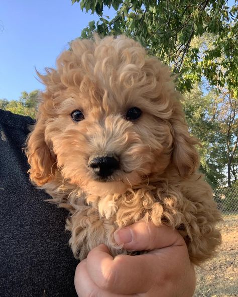 Yogi is a Mini Goldendoodle puppy for sale in Kansas. https://goldenbacres.com Goldendoodle Mini, Teacup Goldendoodle, Mini Goldendoodle Puppies, Goldendoodle Puppy For Sale, Mini Goldendoodle, Goldendoodle Puppy, Cute Little Puppies, Little Puppies, Goldendoodle