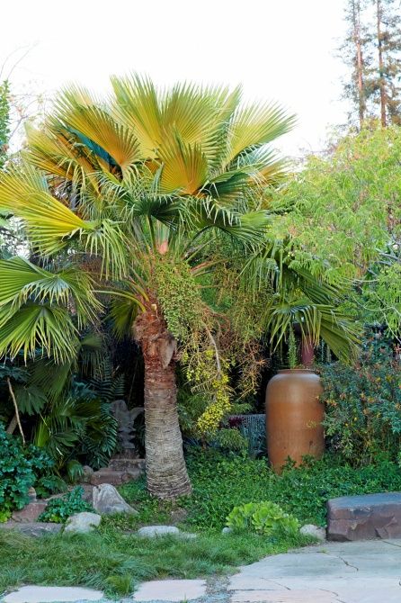 There’s a palm tree for every garden, horticulturist says – Marin Independent Journal Backyard Planting, Date Palms, Canary Island Date Palm, Courtyard Plants, Garden Diy On A Budget, Low Water Plants, Flora Grubb, Drought Tolerant Garden, Mediterranean Plants