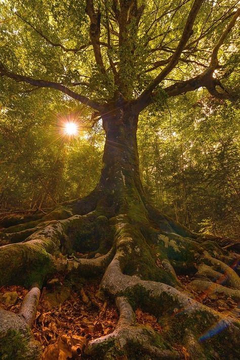 Artistic-realistic nature - 💙 El Guardian de Bosque on 500px by Carlos Pérez,... Weird Trees, Old Trees, Unique Trees, Airbrush Art, Nature Tree, Tree Forest, Beautiful Tree, In The Forest, Tree Art