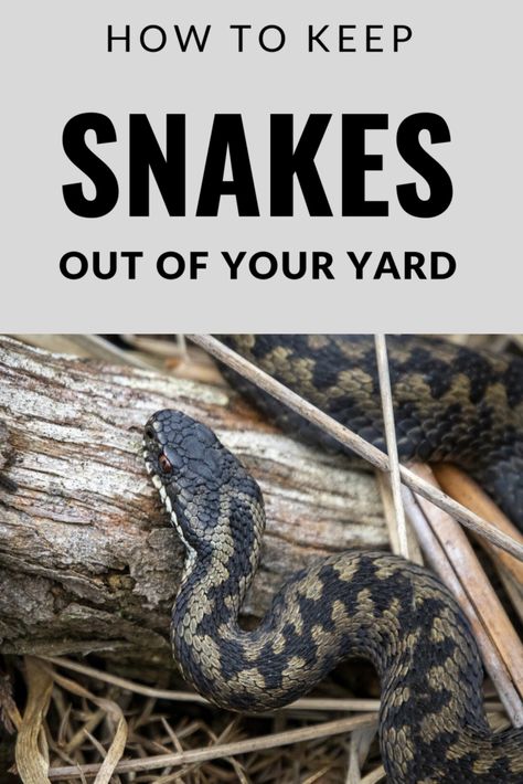 Snake Deterrent Plants, Snake Deterrent Diy, How To Keep Snakes Out Of Yard, Snake Repelling Plants, Gardner Snake, Snake Deterrent, Snake Repellant Plants, Snake Repellant, Snake Repellent