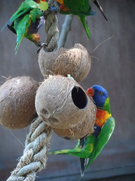 hollowed coconut feeder for lorikeets Lorikeet Enrichment, Bird Enrichment, Primate Enrichment, Zoo Enrichment, Enrichment Projects, Animal Enrichment, Camp Games, Parrot Food, Pet Parrot