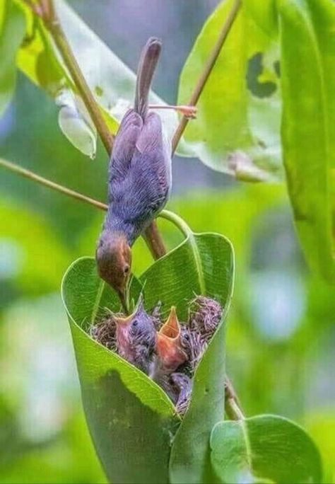 Tailorbird uses plant fibers as fine threads to stitch its nest. Here, a mother feeding its chicks in a beautiful leaf nest she sewed 🍃🐣 Regnul Animal, Pretty Birds, Alam Yang Indah, Colorful Birds, Little Birds, Bird Nest, Small Birds, 귀여운 동물, Bird Watching