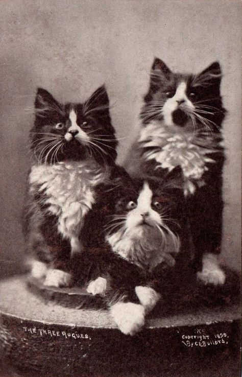 Ricky Fort, Black And White Cats, Vintage Foto's, Cat Obsession, Tiny Cats, Old Cats, Cat Photography, White Cats, Post Card