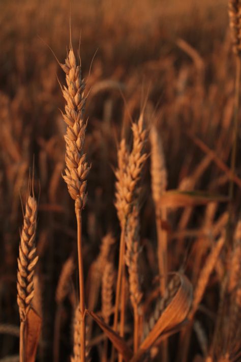 brown wheat field during daytime photo – Free Brown Image on Unsplash Image Cloud, Nature Images Hd, Infographic Video, Brown Image, Wheat Field, Sun Rise, Wheat Fields, Plant Wallpaper, Plant Aesthetic