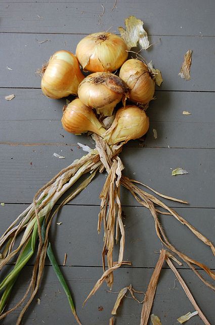 step-6 by The Art of Doing Stuff, via Flickr Braid Garlic, Braiding Garlic, How To Braid, Onion Vegetable, Herb Garden In Kitchen, Vegetable Garden Tips, Garden Calendar, Garden Drawing, Summer Vegetable