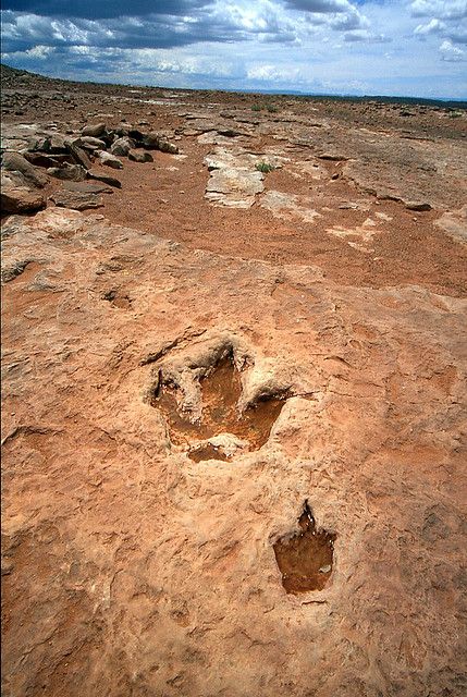 Navajo Reservation, Arizona Adventure, Dinosaur Tracks, Arizona Travel, Arizona Usa, Dinosaur Fossils, Flagstaff, Prehistoric Animals, Paw Prints