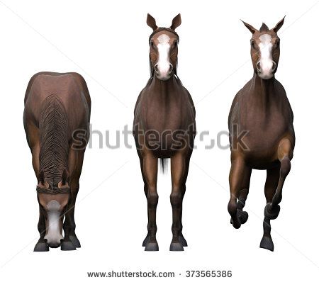 three horses. front view Centaur Anatomy, Webtoon Reference, Three Horses, Native American Horses, Horse Illustration, Art Drawings Sketches Pencil, Horse Rider, Front View, Car Collection