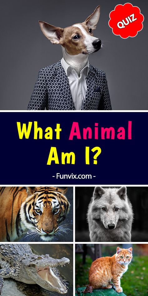 What animal am I? Take this fun personality quiz and find out what creature you would be if you were an animal. #quiz #animalquiz #personalityquiz #quizzes #personality #funquiz #funvix What Cat Am I Quiz, What Therian Am I, What Is Your, What Type Of Animal Are You, Which Animal Are You Quiz, Animal Personality Types, Am I A Therian Quiz, Which Animal Are You, What Animal Am I Quiz