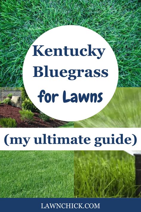 Kentucky bluegrass is one of the most popular turfgrass types for American lawns. This beautiful grass offers a variety of features and benefits, so you want to know if it's right for your property. This blog post is our ultimate guide to Kentucky bluegrass. It tells you everything you need to know about this turfgrass species, including the different cultivars available, the best time to plant Kentucky bluegrass, preferred growing conditions for this grass, how to plant it, and more. Lawn Grass Types, Grass Types, Types Of Grass, Grass Type, Garden Store, Grass Seed, Green Lawn, Irrigation System, Kentucky