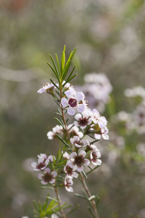 Chamelaucium uncinatum|Geraldton wax flower/RHS Gardening Geraldton Wax Flower Tattoo, Geraldton Wax Flower Drawing, Purple Wax Flower, Geraldton Wax Flower, Flower Shrubs, White Waxflower, Leucospermum Cordifolium, Chamelaucium Uncinatum, Cat Safe Plants