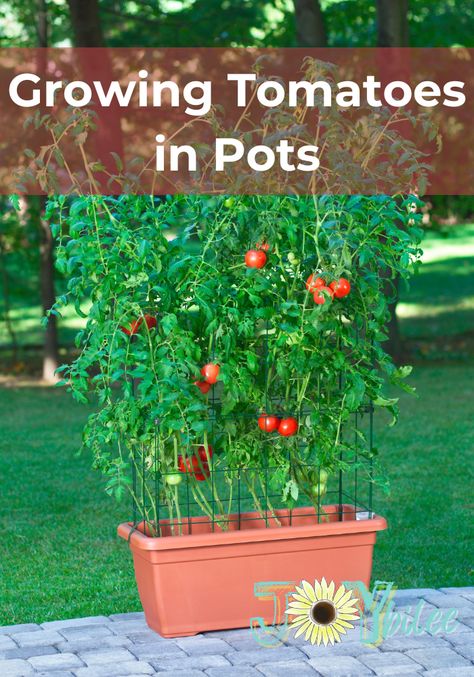 Growing tomatoes in pots can be a fun and rewarding project. Potted tomatoes fit on a balcony, in your windowsill, or even in containers in your yard. For rich tomato flavor, nothing quite beats a sun-ripened tomato that you just picked off of your own plant. Tomato Plant Pot Ideas, Banana Water, Determinate Tomatoes, Tomato Seedlings, Clean Pots, Grow Bags, Tomato Cages, Canning Tomatoes, Tomato Plants