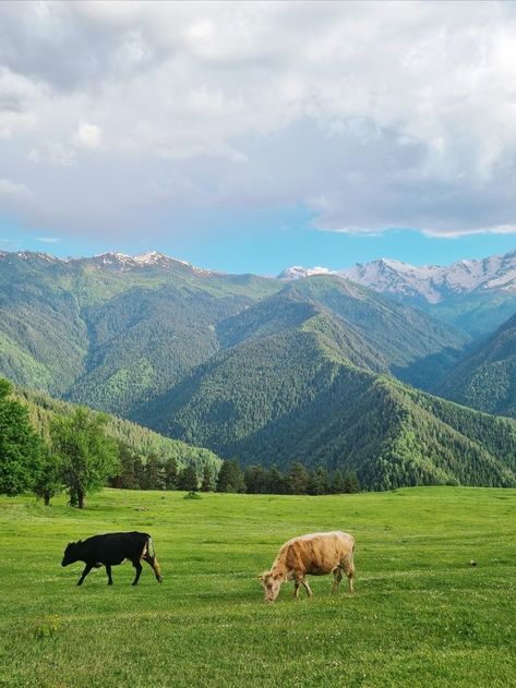 #mestia #svanetia #peak #georgia #travel #nature #mountain #tourism #instagram #aestheticlife #summer #cows Mountains Aesthetic, Georgia Travel, Georgia Mountains, Travel Nature, Backyard Party, The Republic, Travel Aesthetic, Travel Dreams, Europe Travel