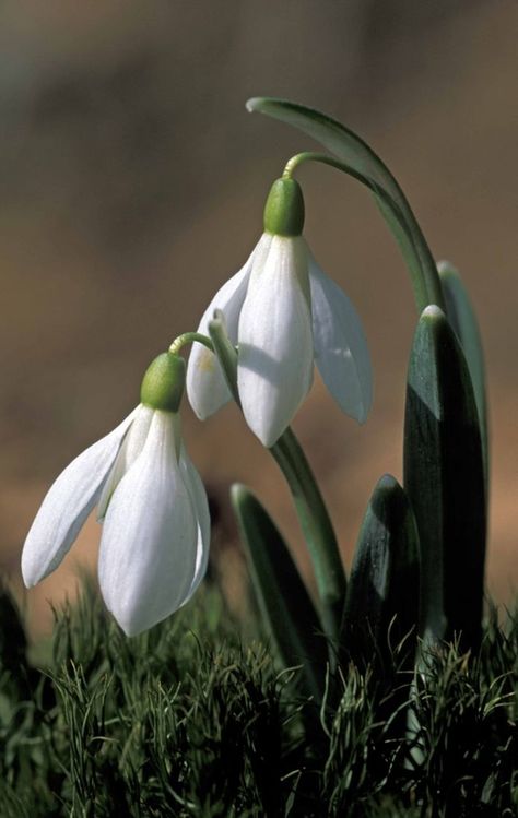 Snow Drops Flowers, Flowers Types, Types Of White, First Flowers Of Spring, Beautiful White Flowers, Names List, Pansies Flowers, Flower Names, Airbrush Art