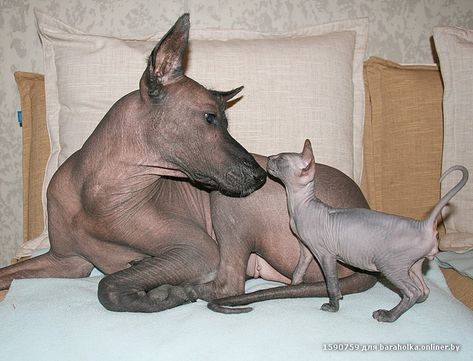 Egyptian Animals, Xolo Dog, Hairless Animals, Hairless Dogs, Mexican Hairless Dog, Red Tongue, Hairless Dog, Cute Rats, Hairless Cat