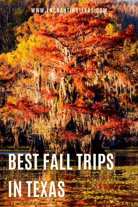 Discover fall colors in Texas including Garner State Park, Lost Maples, Guadalupe River, Piney Woods region, and Big Bend. best fall colors in texas | best places to see fall colors in texas | where to find fall foliage in texas | best texas state parks to visit in fall | where to see fall foliage in texas | best places to find fall foliage in texas | ultimate texas fall bucket list | texas fall activities | fall festivals in texas | best fall trips in Texas | fall road trips in texas Lost Maples State Park, Fall In Texas, Caddo Lake State Park, Marble Falls Texas, Mckinney Falls State Park, Fall Foliage Trips, Hiking In Texas, Dinosaur Valley State Park, Garner State Park