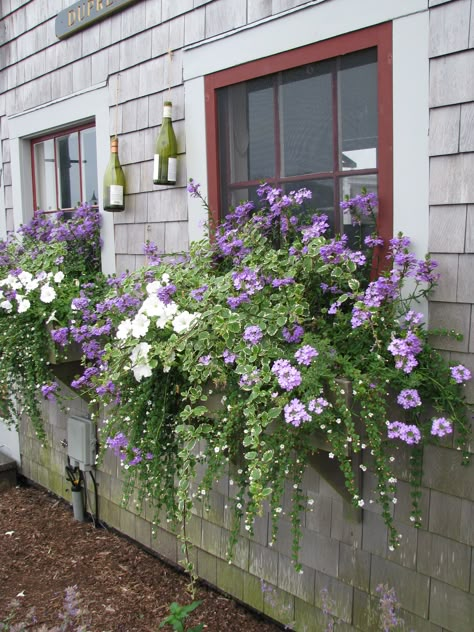 Nantucket - lovely Window Box Flowers, Window Planters, Container Gardening Flowers, Window Planter Boxes, Garden Containers, Garden Windows, Garden Cottage, Window Box, Front Garden