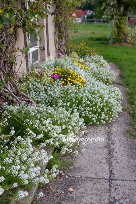 Sweet alyssum (Lobularia maritima) as a border in the back garden Alyssum Flowers, Sweet Alyssum, Flower Bed Designs, Garden Walkway, Flower Landscape, Garden Photography, Hardy Perennials, Deck Garden, Garden Borders