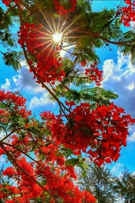 Colorful Places, Light Rays, Beautiful Places Nature, Blue Skies, Flowering Trees, Beautiful Tree, Flowers Nature, Nature Scenes, Nature Wallpaper