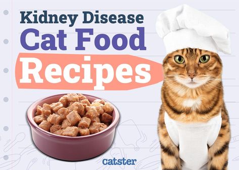 Kidney disease is potentially fatal for cats who consume an incorrect and unhealthy diet. Learn about renal recipes safe for cats with kidney disease. Cat Kidney Diet, Homemade Cat Food For Kidney Health, Homemade Cat Food For Senior Cats, Homemade Soft Cat Food, Diy Cat Treats Recipes, Low Phosphorus Foods, Cat Treats Recipes, Recipes For Cats, Fresh Food Diet