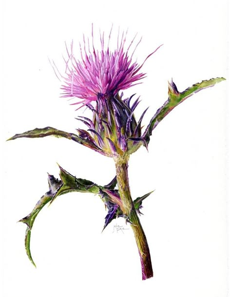 Thistle - Janie Pirie Scottish Thistle Art, Thistle Painting, Scottish Thistle Tattoo, Water Color Markers, Thistle Tattoo, Thistles Art, Flower References, Thistle Flower, Flower Drawings