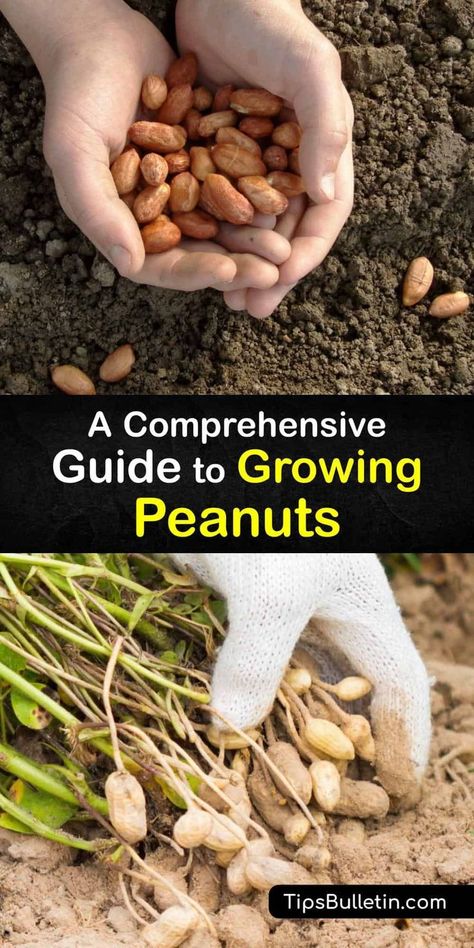 Discover how to plant peanut seeds and make homegrown peanut butter. Originating from South America, there are runner, Spanish, Valencia, or Virginia peanut. Use mulch to retain soil moisture… More Growing Peanuts Plants, Growing Peanuts From Seed, Saving Earth, Farm Plants, Growing Peanuts, Garden At Home, Growing Fruit Trees, Growing Veggies, Machining Projects