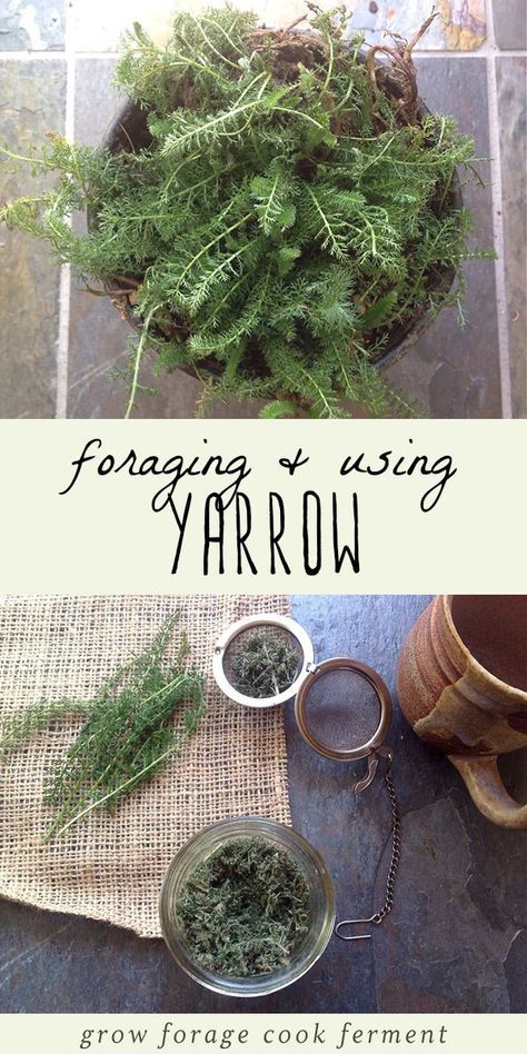 Wild Foraging, Wild Food Foraging, Medicinal Herbs Garden, Edible Wild Plants, Magia Das Ervas, Types Of Herbs, Healing Plants, Herbs For Health, Wild Edibles