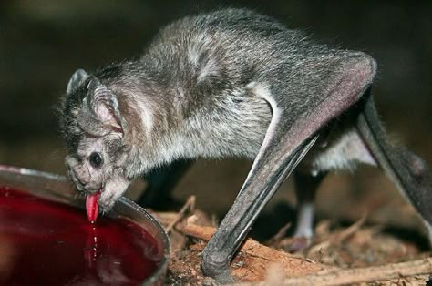 Bats Reference, Bat Photos, Vampire Bats, Interesting Creatures, Bat Species, Animal Inspiration, Vampire Aesthetic, Animal Reference, Baby Bats