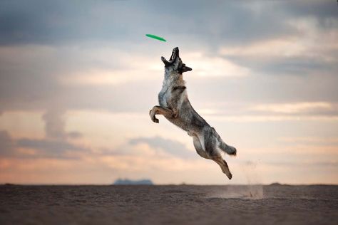 Dog Frisbee, Dog Jumping, Dog Grooming Business, Dog Photoshoot, Black Lab Puppies, Dog Ideas, Lab Puppies, Dog Hacks, Sporting Dogs