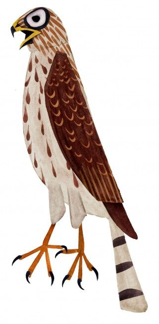 Cooper Hawk, Hawk Illustration, Brendan Wenzel, Raptor Art, Cooper's Hawk, Animal Character, Cute Animal Illustration, Paper Birds, Children Book