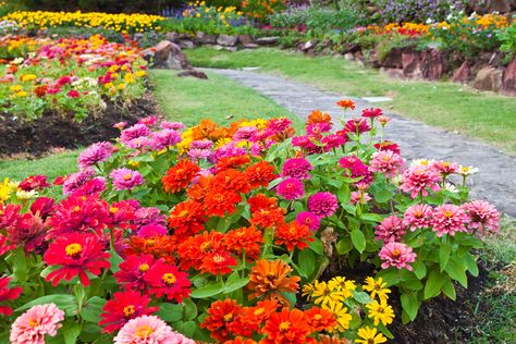 Western exposure. Even hotter and just as bright! Portulaca, zinnias, marigolds, cosmos, dusty miller, salvia, snapdragons, cleome and sunflowers will do well.