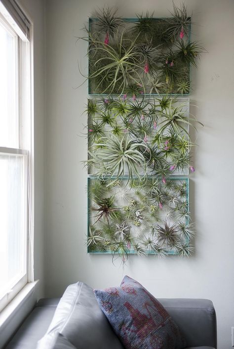 12 Elegant Ways To Bring Air Plants Into Your Home // This frame is a great way to display all of your air plants and makes for a beautiful living piece of artwork. Air Plant Wall, Airplant Wall, Air Plants Decor, Plant Display Ideas, Plant Hanging, Air Plant Display, Home Buying Process, Plant Species, Living Wall