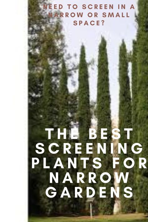 The Best Screening Plants For Narrow & Small Gardens Australian Gardens Egardens.com.au Screening Plants Australia Fence, Tall Screening Plants, Screening Plants Australia, Side Garden Ideas Narrow, Side Yard Landscaping Narrow, Narrow Garden Bed, Garden Ideas Australia, Privacy Screen Plants, Screening Plants