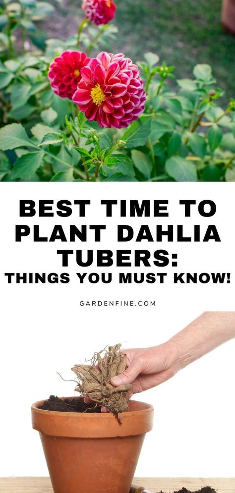 Turn your dahlia dreams into reality with our planting tips for timing tubers to perfection. Unlock the secrets of when to plant dahlia tubers and transform your garden into a paradise of colorful blooms. #DahliaPlanting #GardeningTips #FlowerMagic #GardenInspiration #NatureLovers #BotanicalBeauty #PlantLove Dalia Flower, Planting Dahlias, Dahlia Tubers, Planting Tips, When To Plant, Dahlias Garden, Growing Dahlias, Diy Backyard Landscaping, Dreams Into Reality